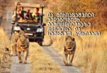 საქართველო ყველაზე ძვირფასია ჩემთვის